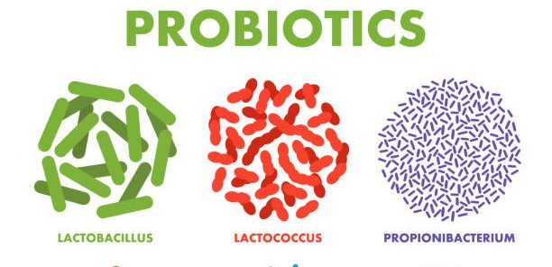 Los probióticos 7
